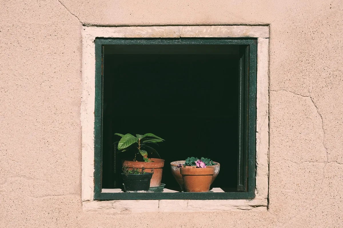 window, flower pots, potted plants, plants, window sill, nature, outlook, insight, to water - career path astrology insights