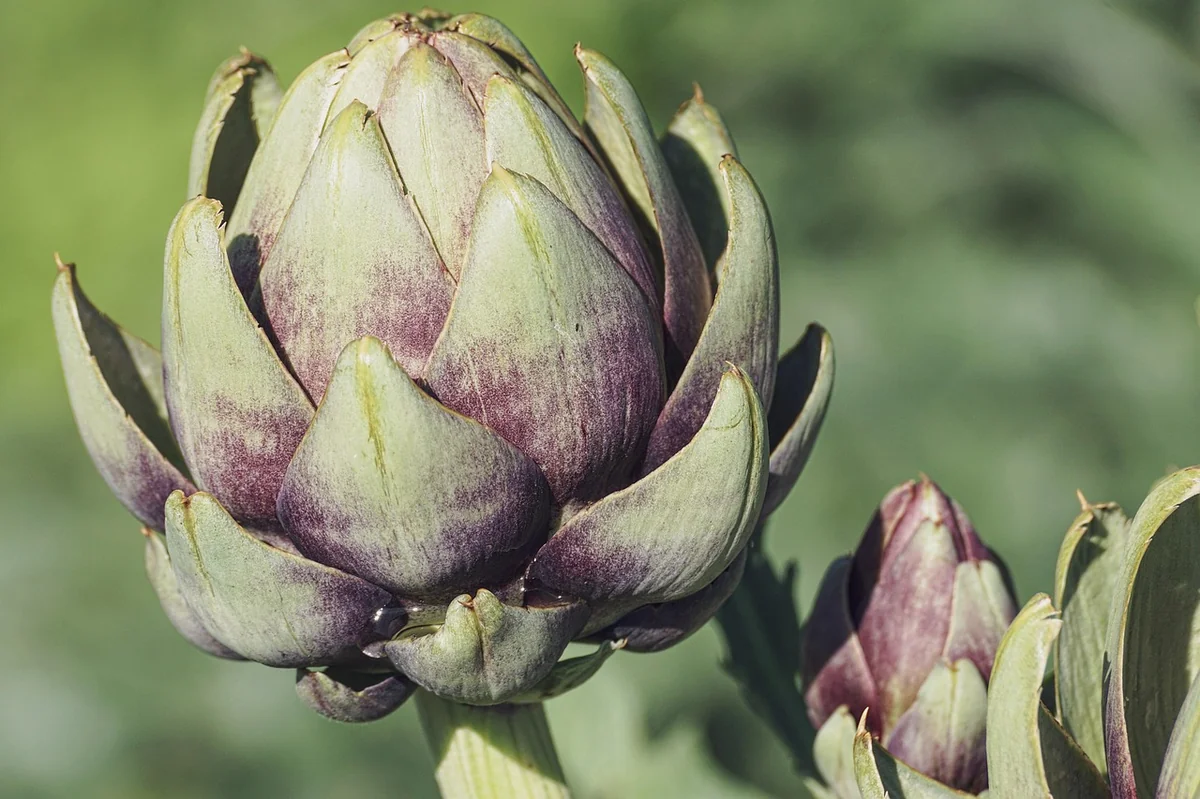 artichokes, vegetables, food, healthy, plant, vitamins, nutrition, edible, vegetarian, vegan, flower vegetables, tasty, nature, artichokes, artichokes, artichokes, artichokes, artichokes, vegetables, vegetables, vegan - healthy food nutrition - Dietary guidelines