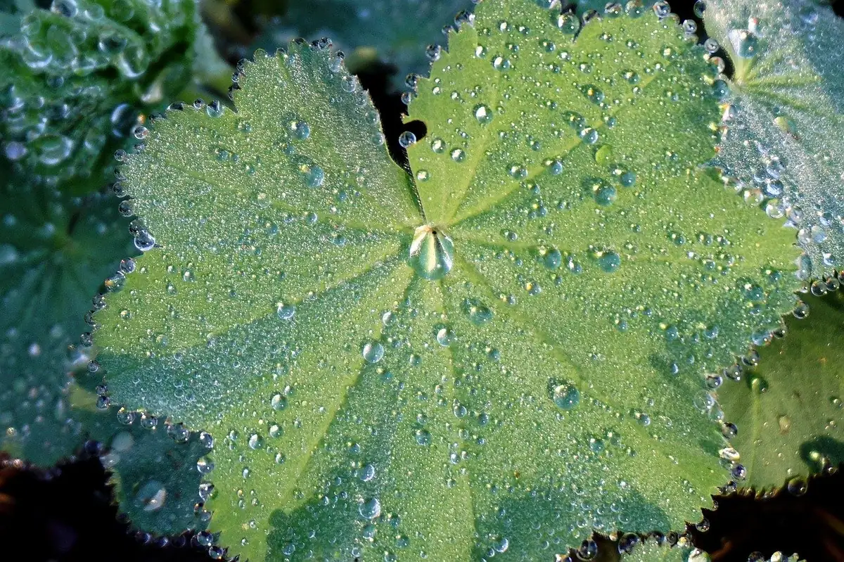 leaf, green, dew drops, dew, drops, droplets, wet, foliage, nature, water - hydration habits