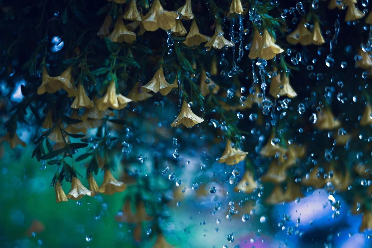 yellow bells, flowers, raindrops, beautiful flowers, flower background, plant, flower wallpaper, water, rain, petals, bloom, flora, nature - hydration habits