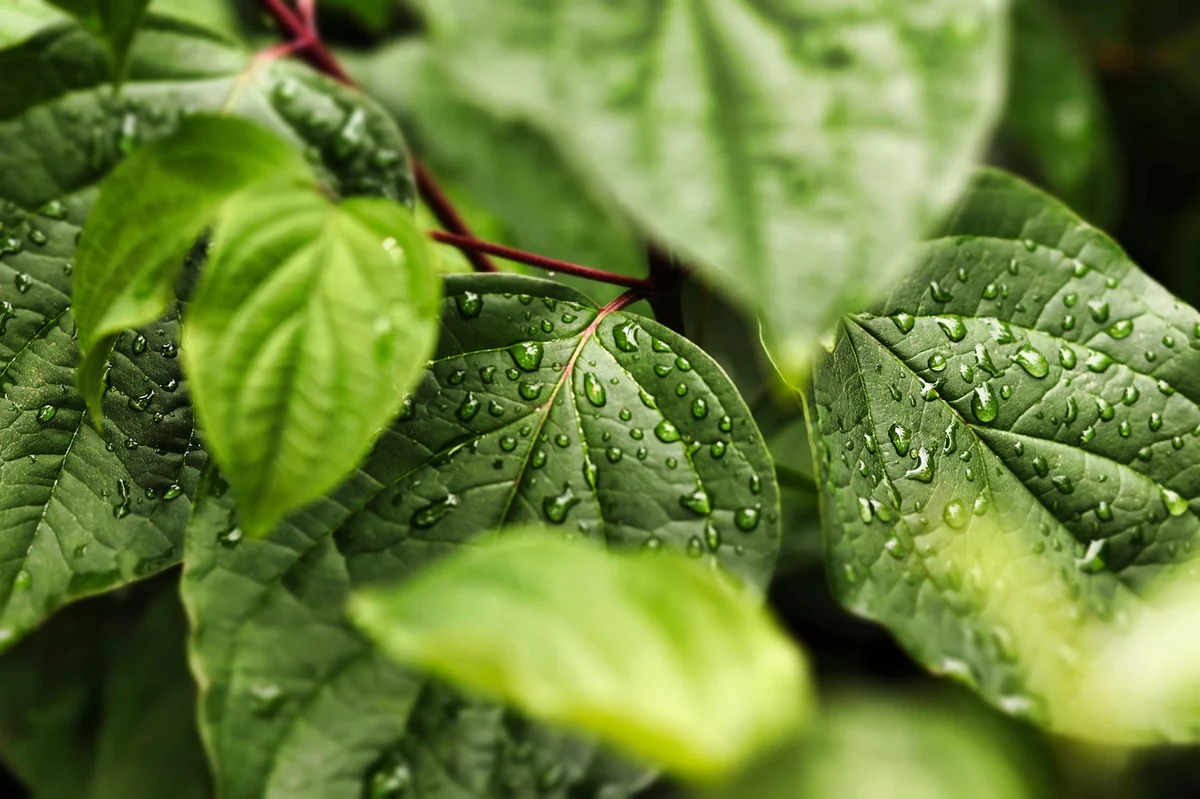 leaves, foliage, dewdrops, raindrops, water drops, nature, water, plant, raindrop, close up, raindrops, raindrops, raindrops, water drops, nature, nature, water, water, water, water, water - hydration habits