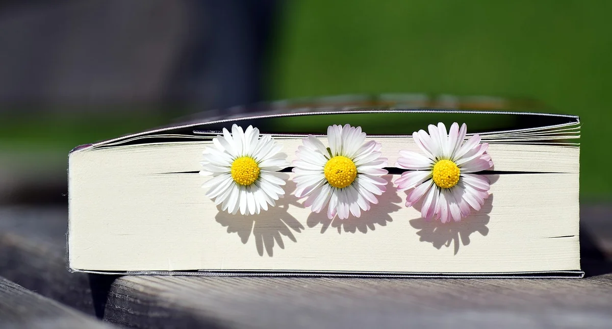 a book, read, literature, book pages, paper, spring, reading, reading fun, love the read, beautiful flowers, novel, gift, book gift, pleasure, flower background, to read for pleasure, nature, flower wallpaper, beautiful, flowers, daisy, decoration, reading pleasure - psychic reading for healing