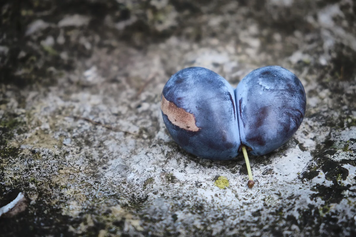 plum, heart, double, twin, welcome, fruit, stalk, connected, connection, together, inseparable, cool, hard, love, cute - twin flame connection guidance